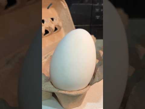 🪿 Goose EGGS 🥚 protein packed and healthy #health #protein #gains