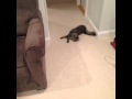 Cat Coming Drunk to Home 