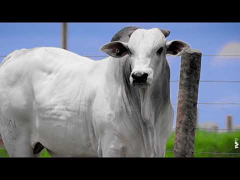 TOURO NELORE - 575 FIV ACN - ACNN 575