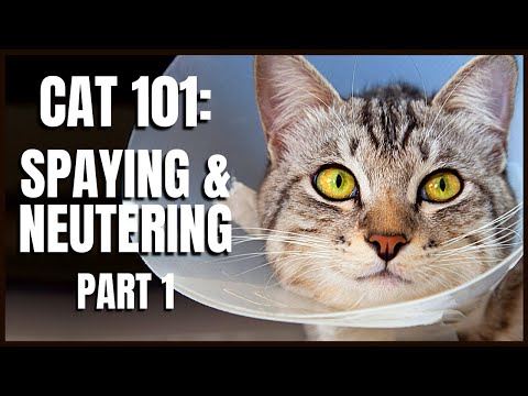 Cat 101: Spaying & Neutering (Part 1)