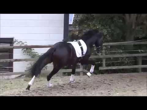 Firefox by Feedback - De Vito - Andiamo