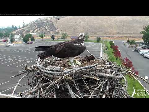 Iris Brings Big Stick to Nest, Loses it Over the Edge – August 24, 2017