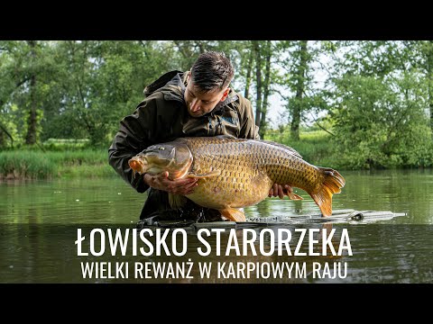 ŁOWISKO STARORZEKA - WALECZNE KARPIE Z KLIMATYCZNEJ WODY
