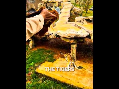 Feeding the Most Powerful Animals 🐯🍉