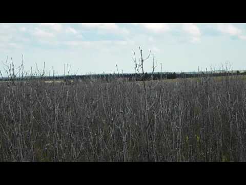 Редкие всходы мордовника без обработки поля