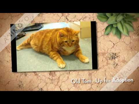 Rescuethecats.weebly.com