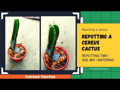 Repotting cereus cactus for beginners \/ repotting like a pro \/ Cereus jamacaru