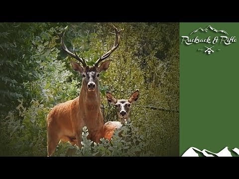 Red Stag Hunt in Portugal