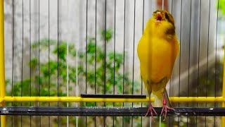 Download lagu Burung Kenari Yorkshire Gacor Cengkok Joss! Bikin Kenari Lain Terpancing Emosi Ikut Gacor Panjang mp3 Download lagu Burung Kenari Yorkshire Gacor Cengkok Joss! Bikin Kenari Lain Terpancing Emosi Ikut Gacor Panjang mp3