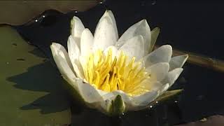 HÍREK A TERMÉSZETBŐL