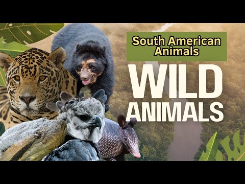 Amazing Animals of South America | Unique Wildlife You’ve Never Seen!