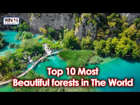 10 Most Beautiful Forests In The World | World News14 | Top News | 10 Most Beautiful Forests