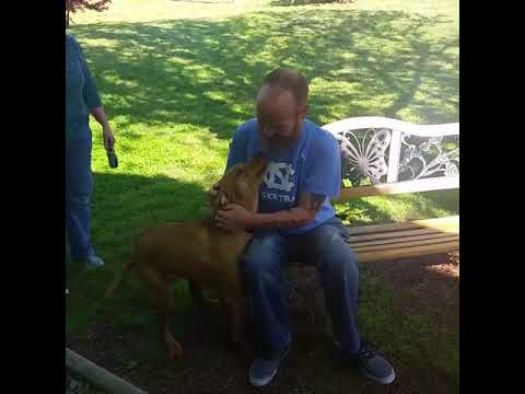 La FELICITA' dei cani nel RIVEDERE i loro PADRONI