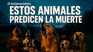 Animales Que Anuncian La Muerte, videos de terror fantasmas vida real HD