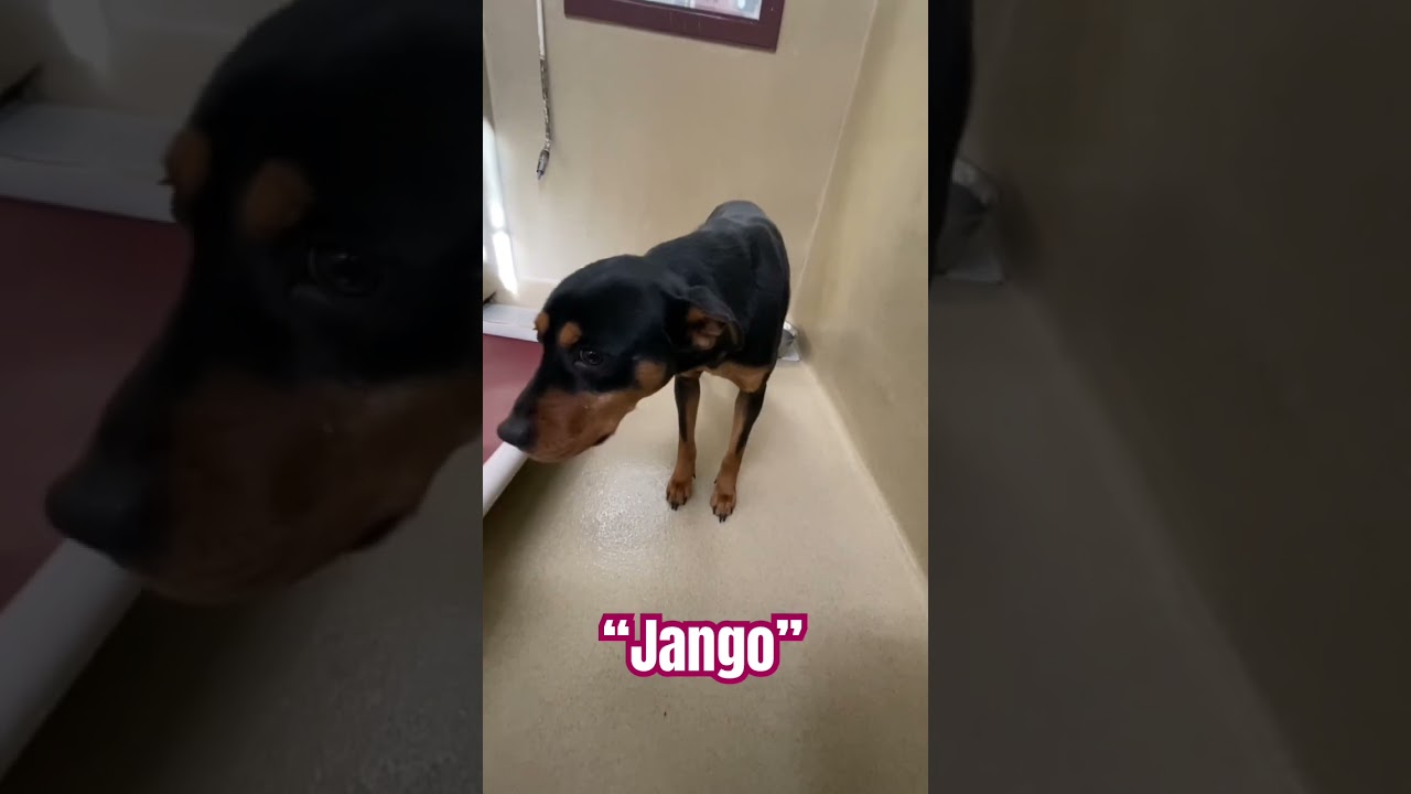 Jango, a ADOPTABLE mixed breed in Monroe, GA video 4/4