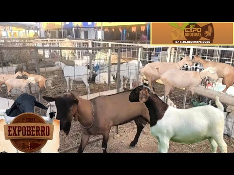 VISITAMOS A 2° EXPO RURAL DE AROEIRAS PB NESSA TARDE DE SEXTA FEIRA 28/11/2025 