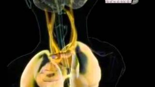 Alkolun Vücutta Etkileri | 112 Eğitim |