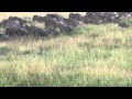 Baby Wildebeest Scaring A Lioness