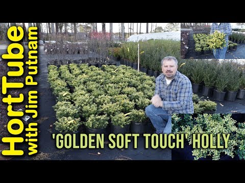 All About 'Golden Soft Touch' Holly - Easy Foundation Plant