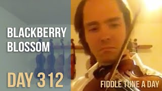 Blackberry Blossom - Fiddle Tune a Day - Day 312