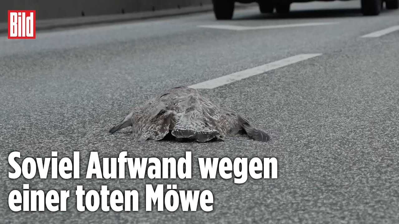 Hamburg: Straße dicht wegen Vogel-Grippe