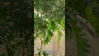 Check out this honey locust! #trees #education #hiking #stem #science