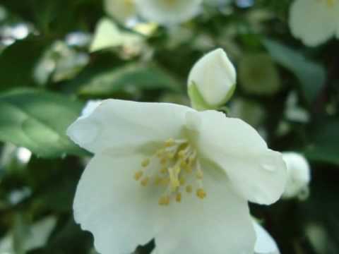 fiori della sposa. foto e video creato da Delia Smit Bonazzoli