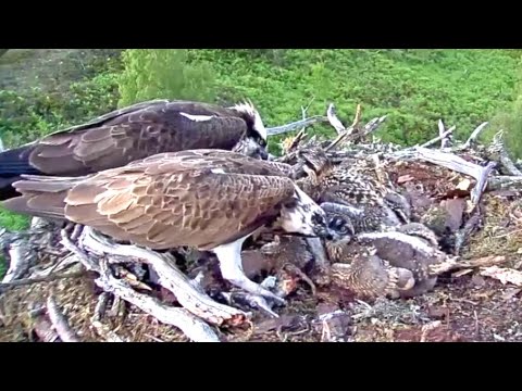 Louis the Loch Arkaig Ospreys delivers fish number five and feeds his chicks 20 Jun 2020