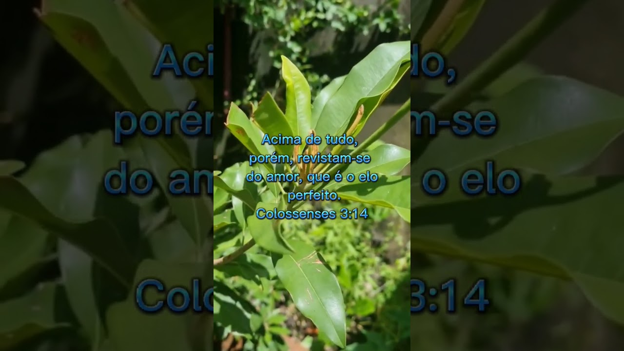 o amor é o elo perfeito...#love #amor #biblia #jesus