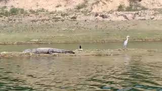 preview picture of video 'Chambal Safari Huge Crocodile'