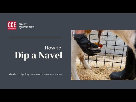 Dairy Quick Tips-Navel Dipping