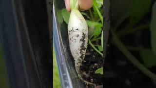 #harvest white icicle #radishes with us. super fun n #delicious #gardening #garden #growfood #shorts