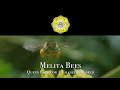 MELITA BEES - QUEEN BEES FOR A CHANGING WORLD