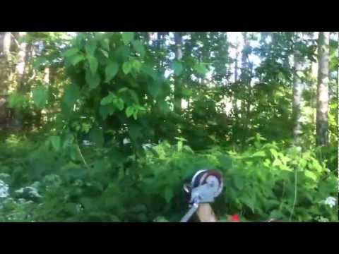 En dag i svampskogen med bushman från Vedemö..