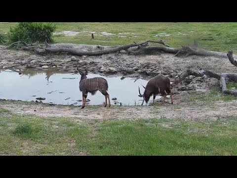 Djuma: Nyala bulls - 14:50 - 01/03/20