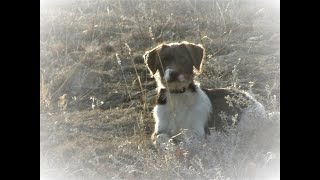 Video preview image #1 Poodle (Standard) Puppy For Sale in OLATHE, CO, USA