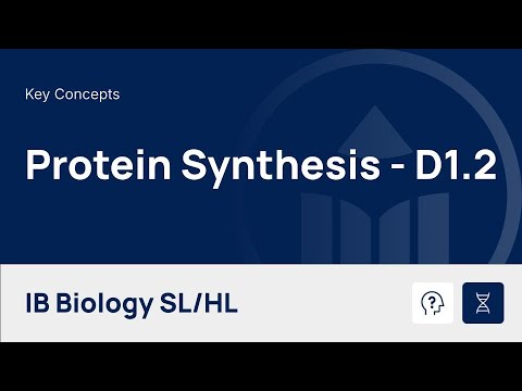 Protein Synthesis [IB Biology SL/HL]