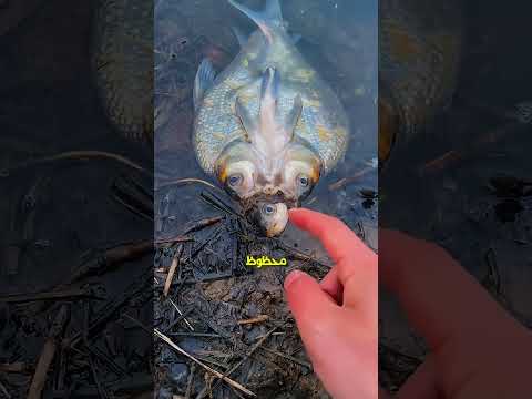 سمكة ب3 رؤوس🐟