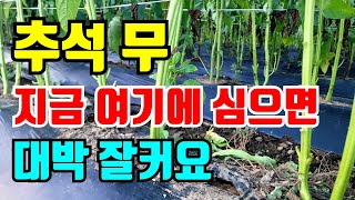 추석 무 심기 밭을 못만들어서 여기밑에 심었어요