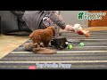 Toy Poodle dogs for sale: Lucky - Video 1