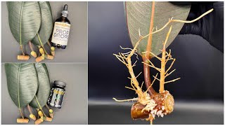I Propagate RUBBER PLANT Using 2 Popular ROOTING Products!