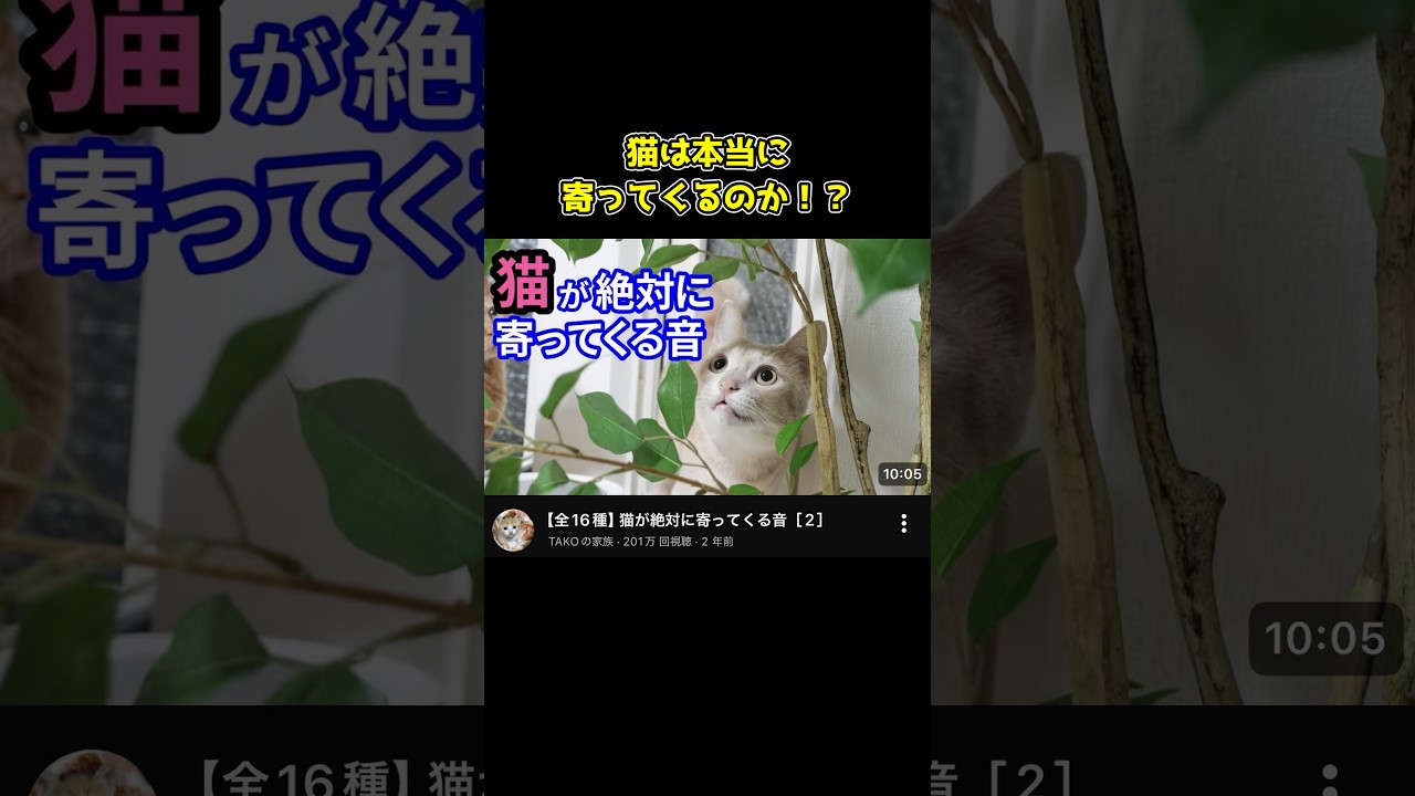 【検証】猫は本当に寄ってくる！？　#shorts #猫