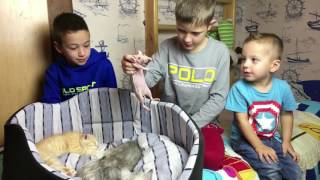 КОШКИ И КОТЫ Против Крысы Кошка и Котята Смешные Животные для Детей Funny Cats a