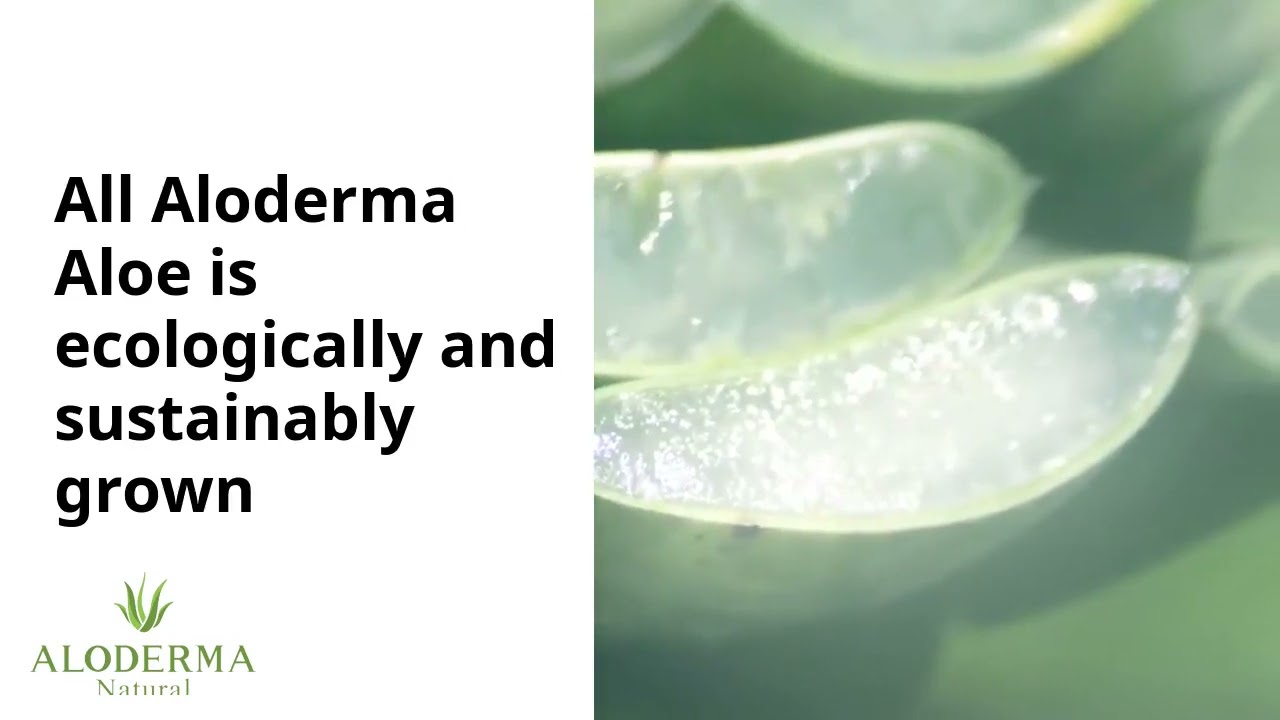 Introducing Pure Aloe Vera Gel by ALODERMA - Made with 99% Organic Aloe within 12 Hours of Harvest