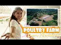 Welcome To Our Farm! (Poultry Farm + Lemon Plantation) | Ysabel Ortega