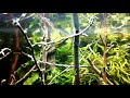Mr.Shrimp hat ein neues Video zu seinem Beispiel Negenborner Wald hochgeladen.