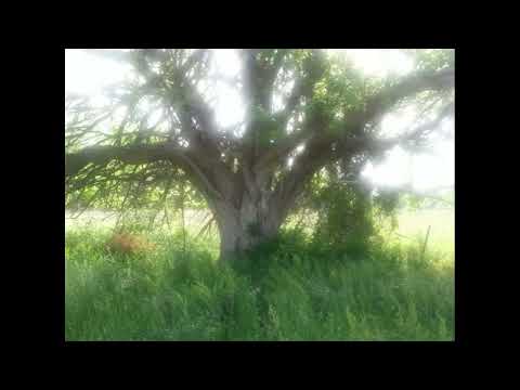 [SOLD] Yung Lean x 6 Dogs Type Beat "Obsessed" (prod. sour) 2024