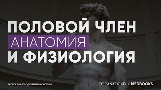 Анатомия и физиология полового члена