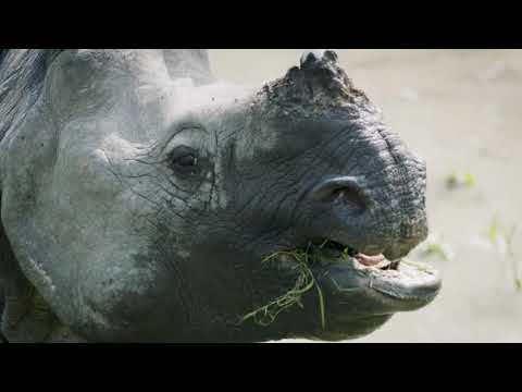 Kaziranga Sunderban Safari Adventure Tour Video