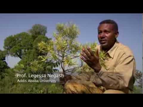 Ecosystem restoration Ethiopia - John D. Liu